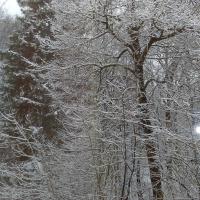Таня