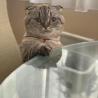 Настя