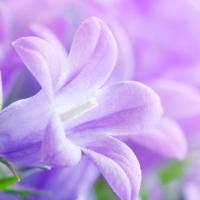 SpringDrops