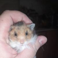 КАТЯ -КАТЕРИНА
