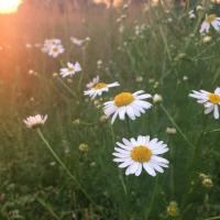 🌼