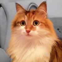 ilona