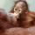 ychilka_