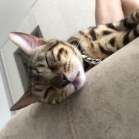 Lera