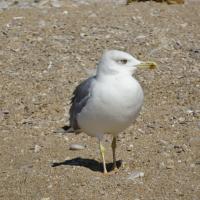 Александра