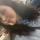 olesya2377
