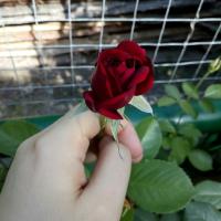 Сова 