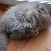 Анна