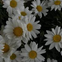 Аза