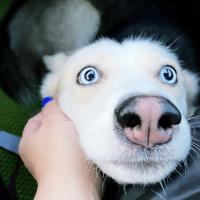 Алла