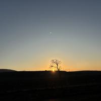 Alievaya