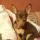 anu_che