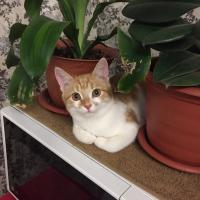 алина