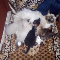 рима