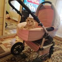 Света 