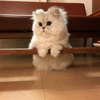 Lesya