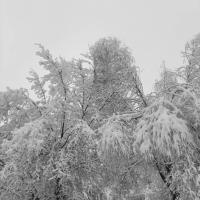 Ева