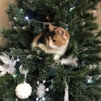 Полина