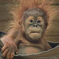 Мама погодок