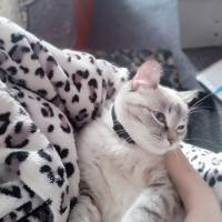 Нугуманова Айгуля Амангельдиновна