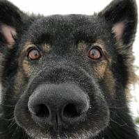 лариса
