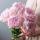 flower123456