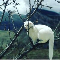 Аминат