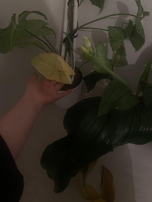 post image 2