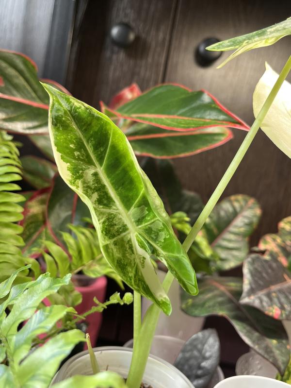 post image 5