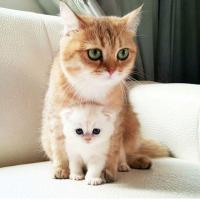 Kitty