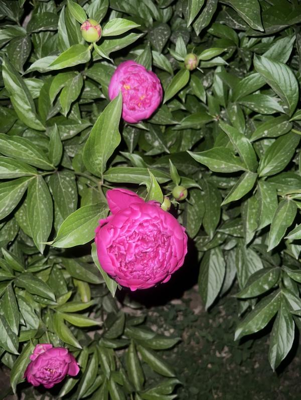 post image 4