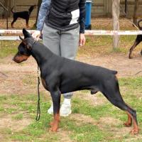 doberboss