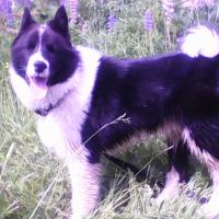 vasya