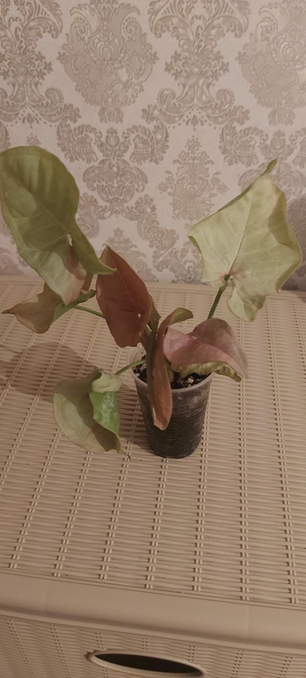 post image 5