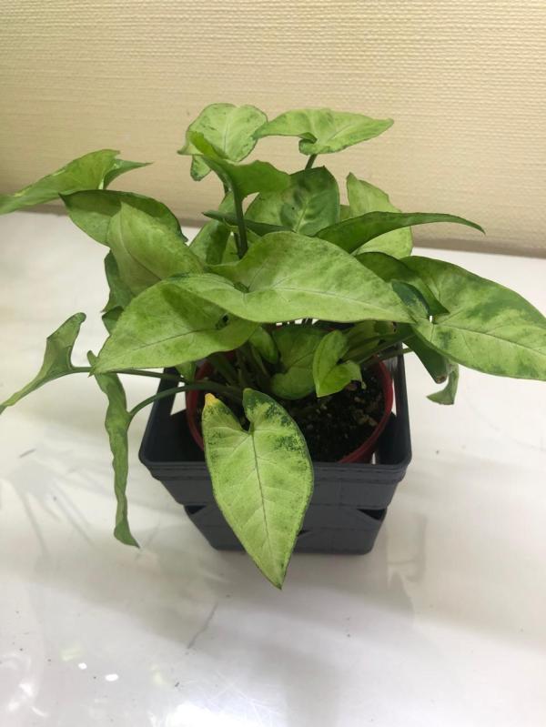 post image 3