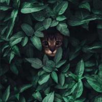Мила