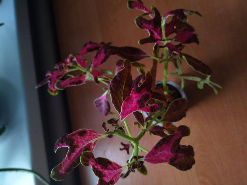 post image 5