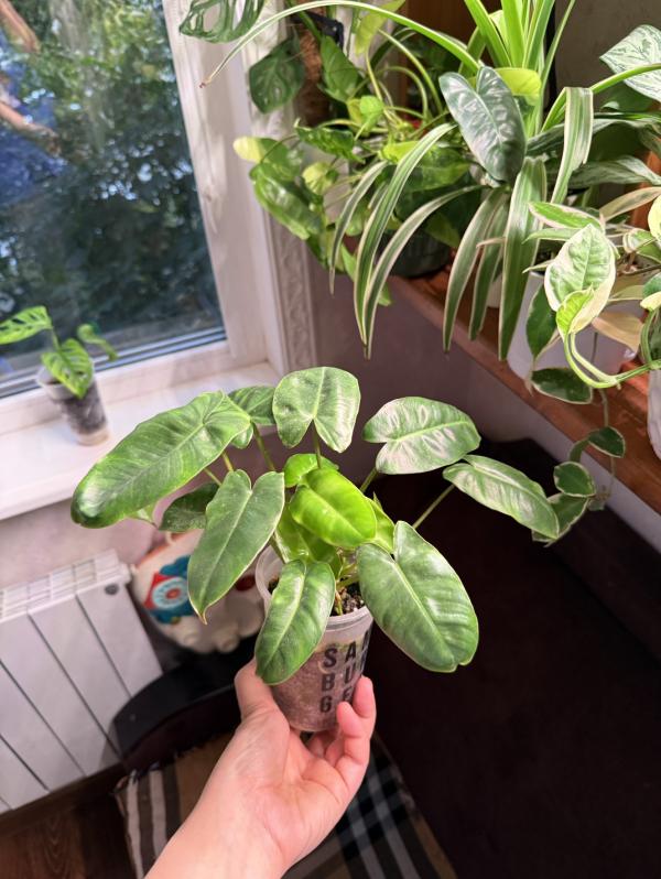 post image 4