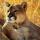 wild_lioness_bb