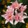 liliya1605