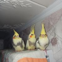 Любовь