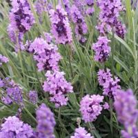 Светлана Шибанова 