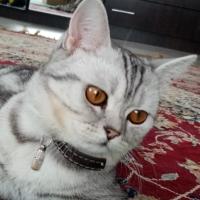 Асельхан 