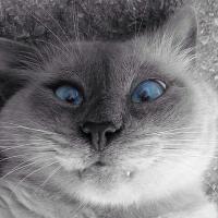 Olesya