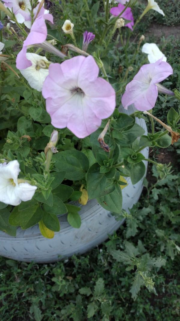 post image 5