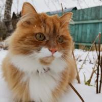 Виктория 