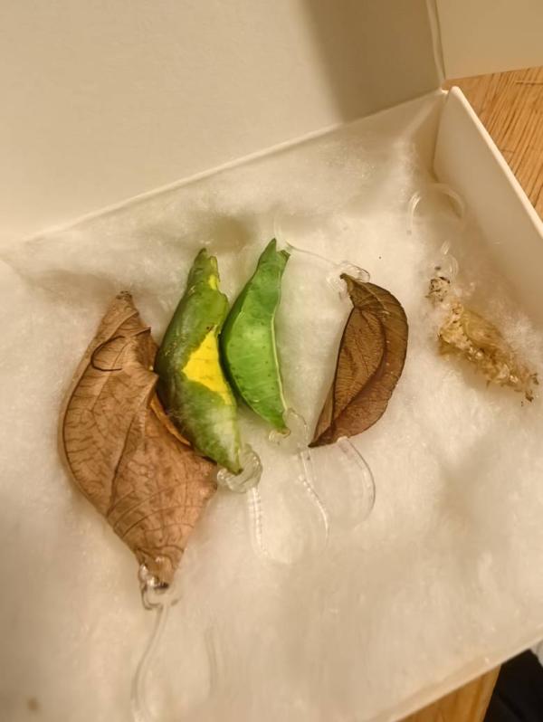 post image 4