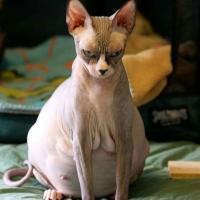 Катерина