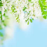 Анна Василец