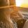 ellis_bederberg